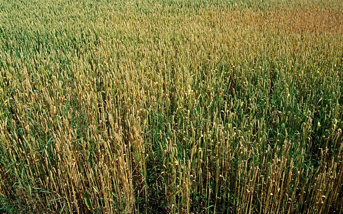 Tao Heung Shakes the Barley écran Fond d'écran #19