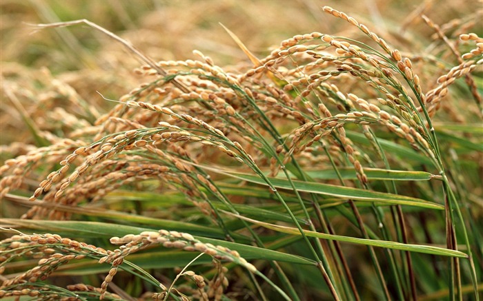 Tao Heung Shakes the Barley écran Fond d'écran #20