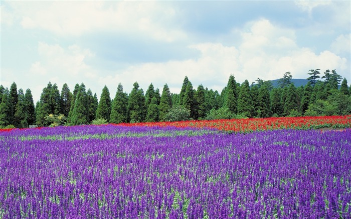 fondos de pantalla panorámica del paisaje japonés #6