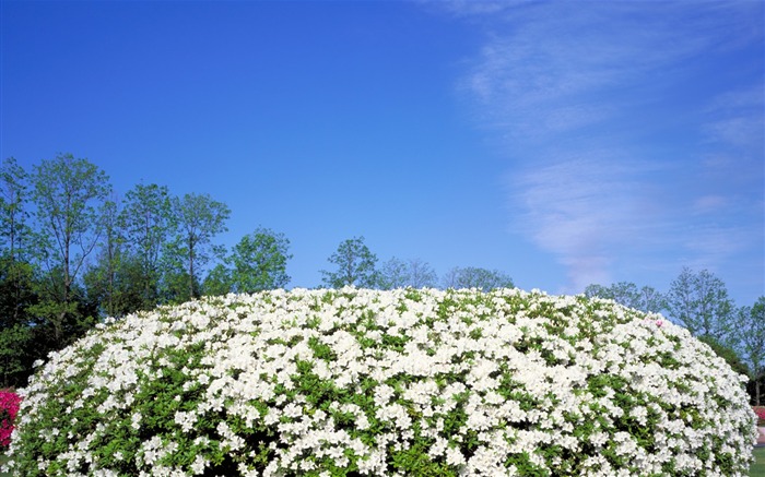 Widescreen-Wallpaper japanischen Landschaft #7