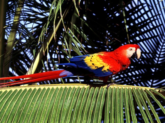 Parrot wallpaper photo album #12