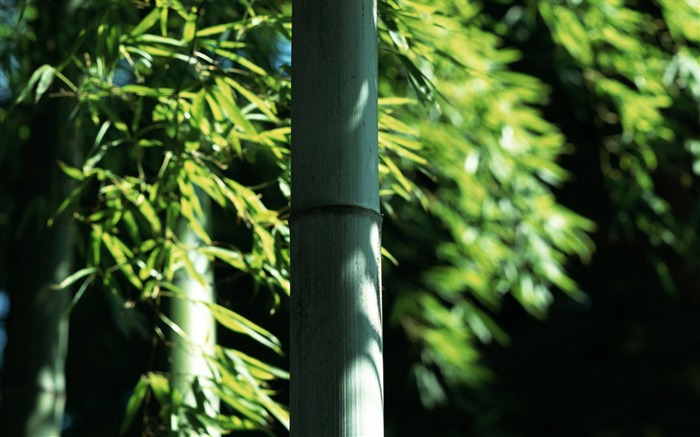 Verde álbumes fondo de pantalla de bambú #9