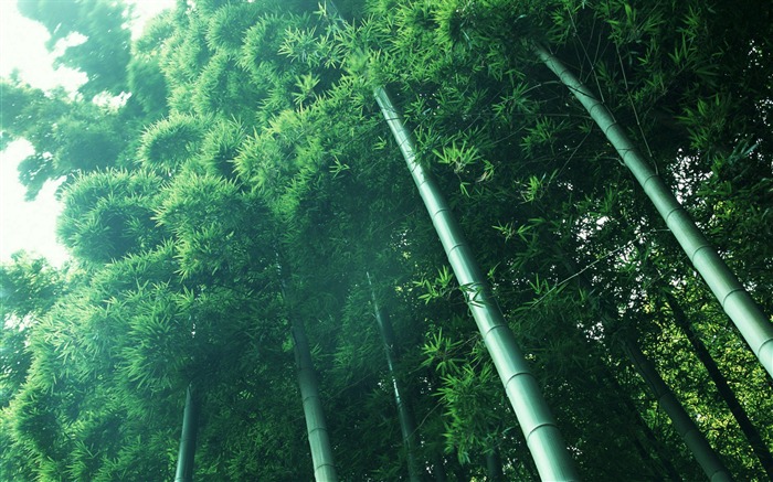 Verde álbumes fondo de pantalla de bambú #13