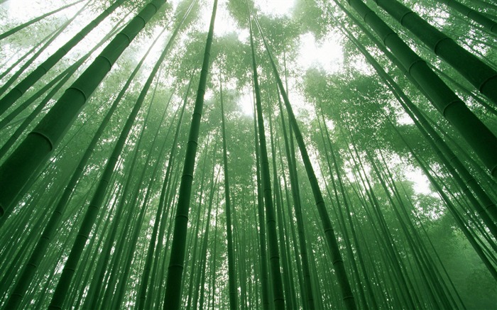 Verde álbumes fondo de pantalla de bambú #17