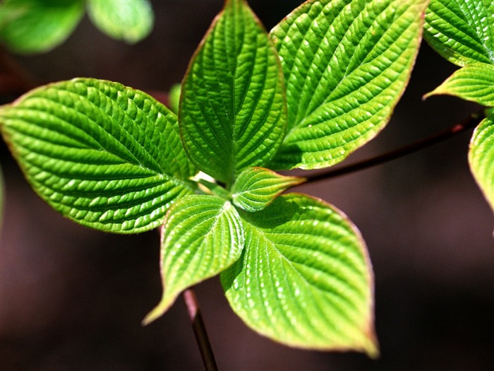 Fondos de escritorio de hoja verde de fotos (1) #1