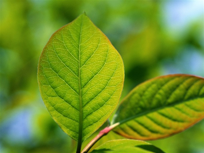 Fondos de escritorio de hoja verde de fotos (1) #5