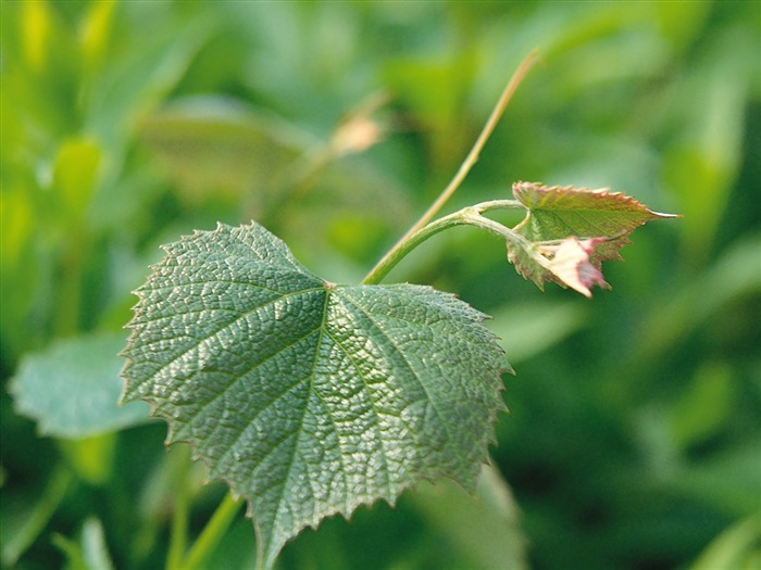 Fondos de escritorio de hoja verde de fotos (1) #7