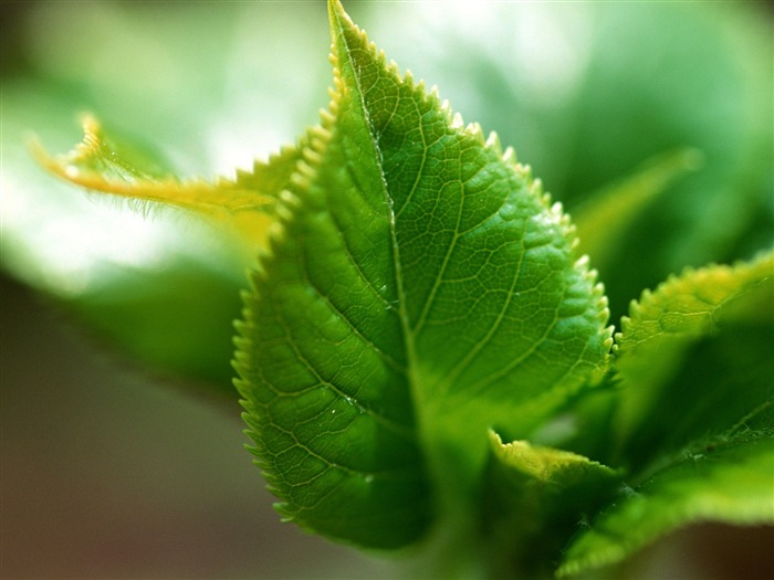 Fondos de escritorio de hoja verde de fotos (1) #8