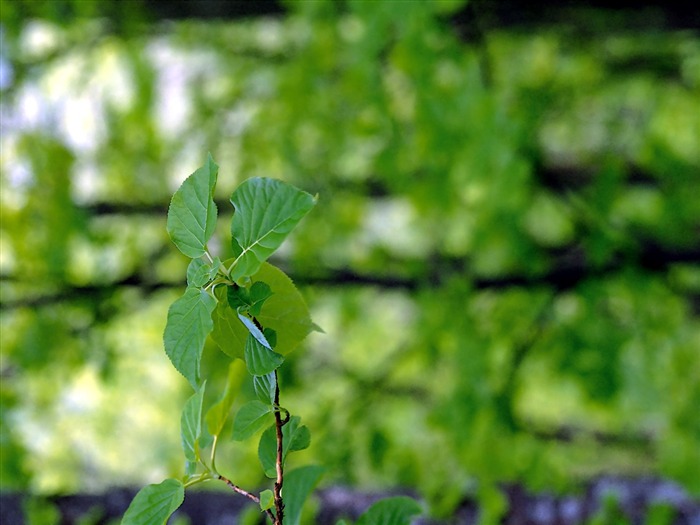 Fond d'écran vert photo feuille (1) #9