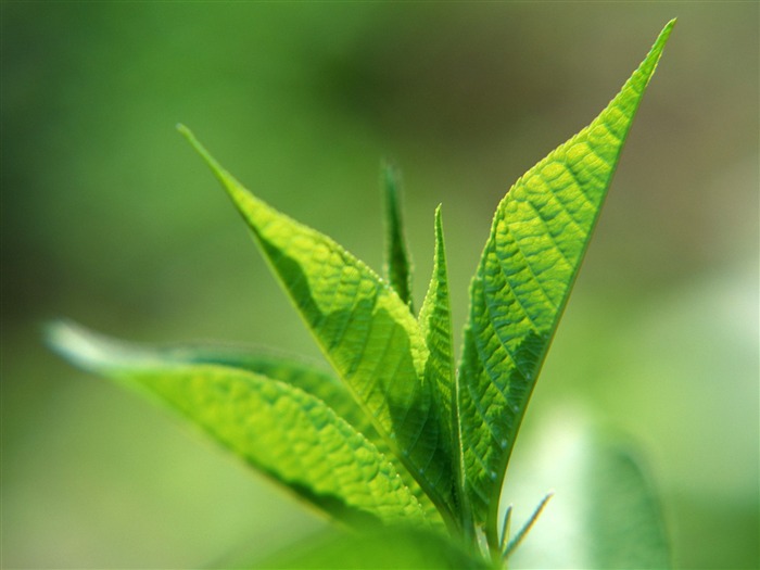 Fondos de escritorio de hoja verde de fotos (1) #11