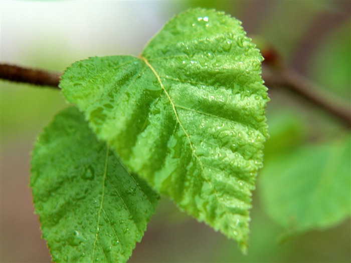 Fondos de escritorio de hoja verde de fotos (1) #13