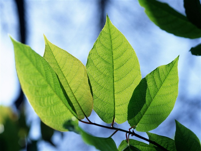 Fondos de escritorio de hoja verde de fotos (1) #15