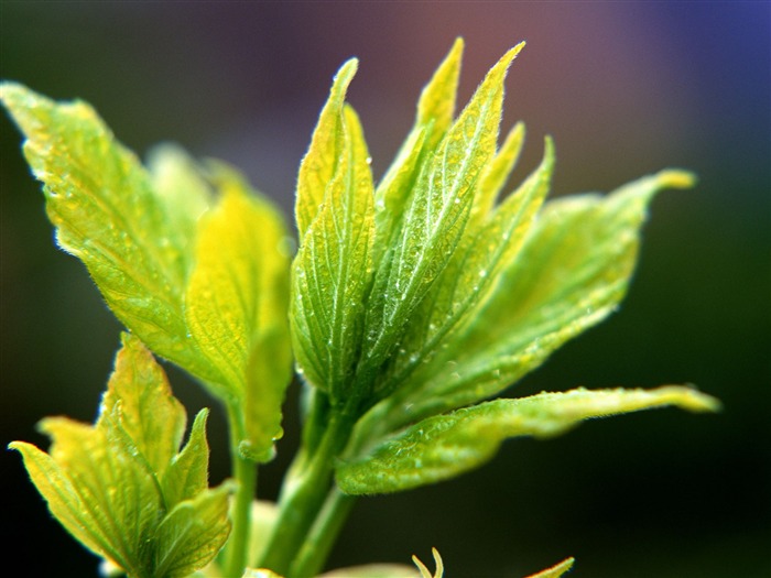 Fondos de escritorio de hoja verde de fotos (1) #17