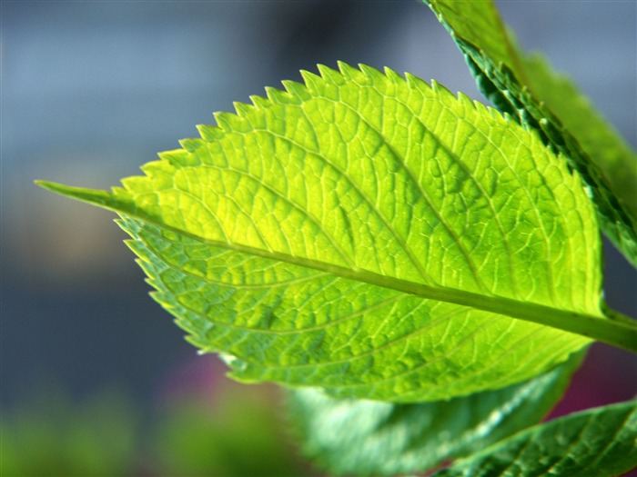 Fondos de escritorio de hoja verde de fotos (1) #20