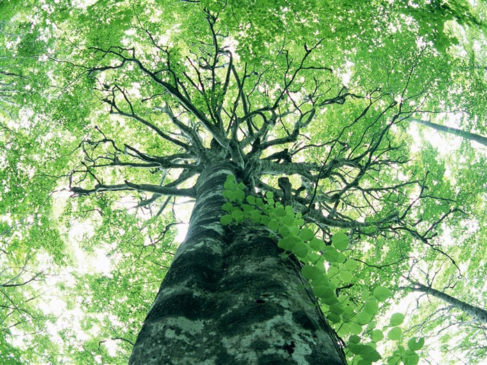 Fondos de escritorio de hoja verde de fotos (2) #5