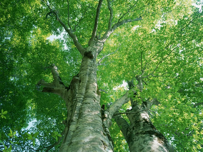 Fond d'écran vert photo feuille (2) #6