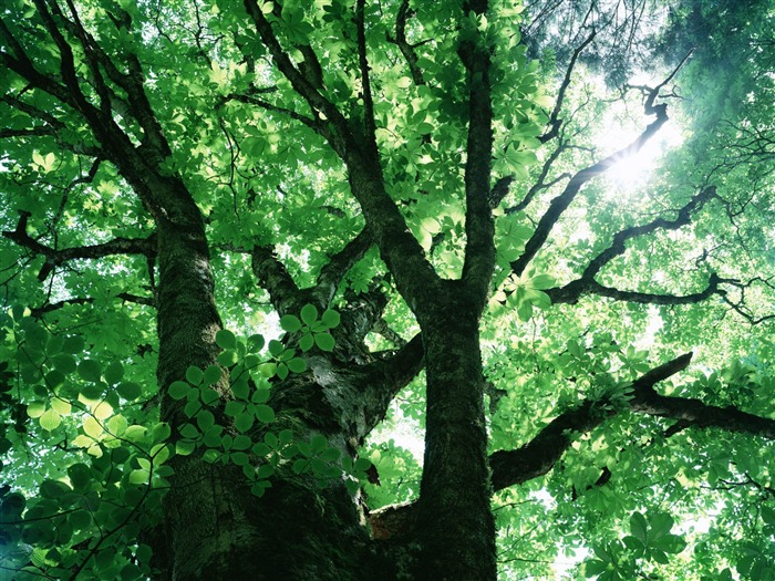 Fondos de escritorio de hoja verde de fotos (2) #19