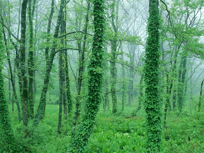 Fondos de escritorio de hoja verde de fotos (2) #20