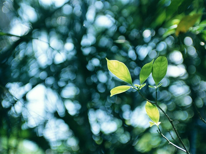 Fondos de escritorio de hoja verde de fotos (3) #2