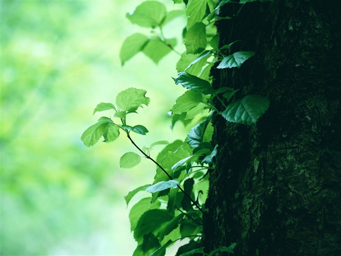 Green leaf photo wallpaper (3) #5