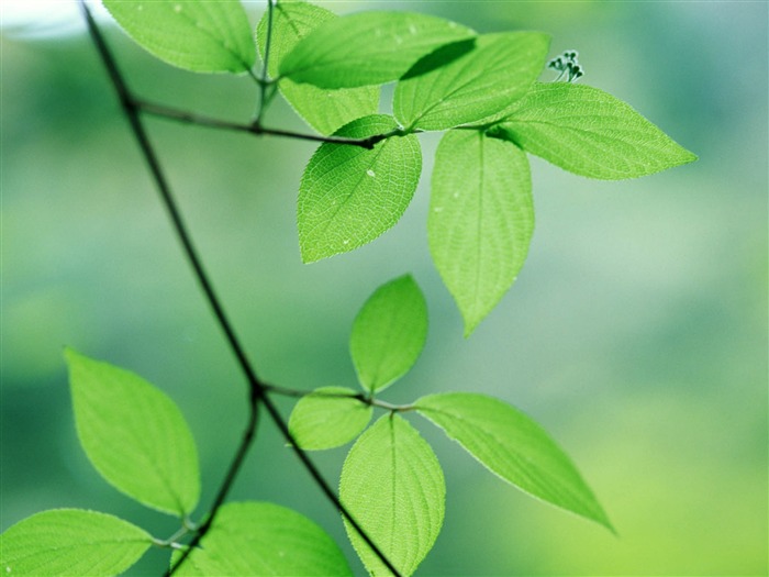 Fondos de escritorio de hoja verde de fotos (3) #6