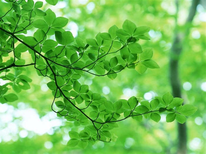 Green leaf photo wallpaper (3) #7