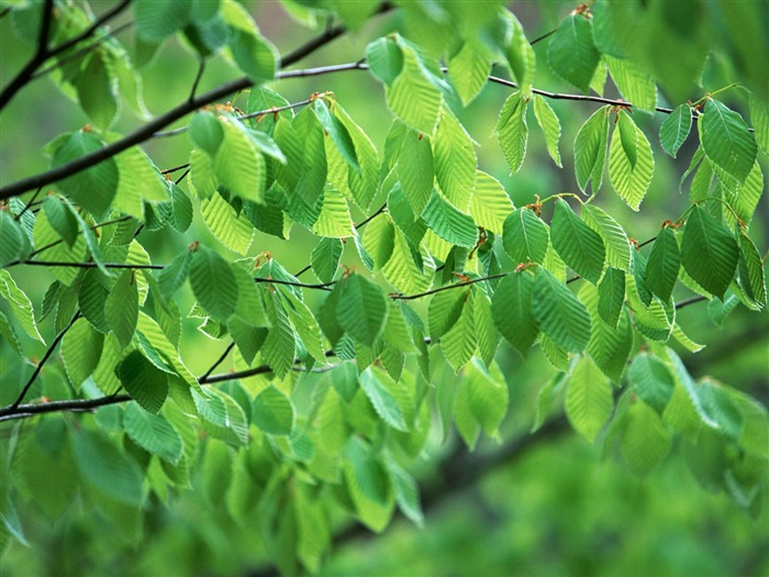 Fondos de escritorio de hoja verde de fotos (3) #8