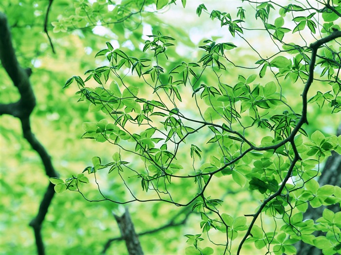 Fondos de escritorio de hoja verde de fotos (3) #10