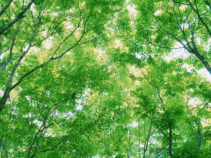 녹색 잎 사진 벽지 (3) #13