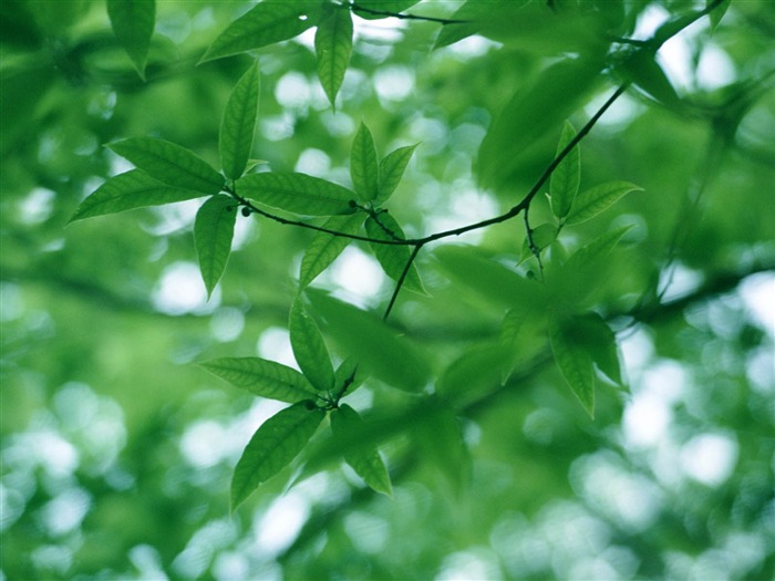Green leaf photo wallpaper (3) #16