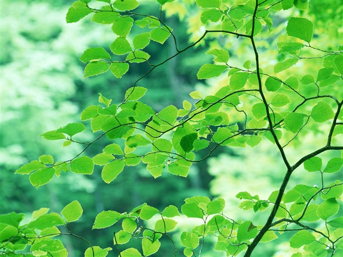 Green leaf photo wallpaper (3) #19