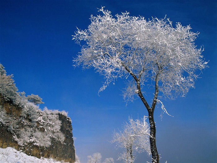 Winter Snow Wallpaper #9