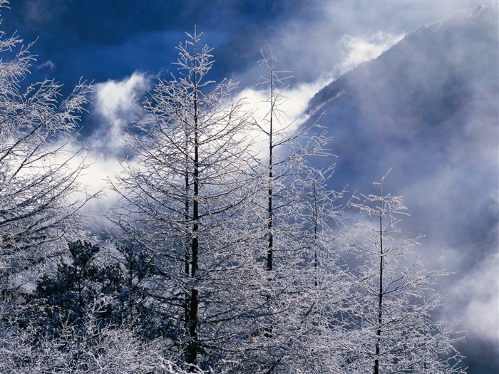 Hiver neige fond d'écran #23