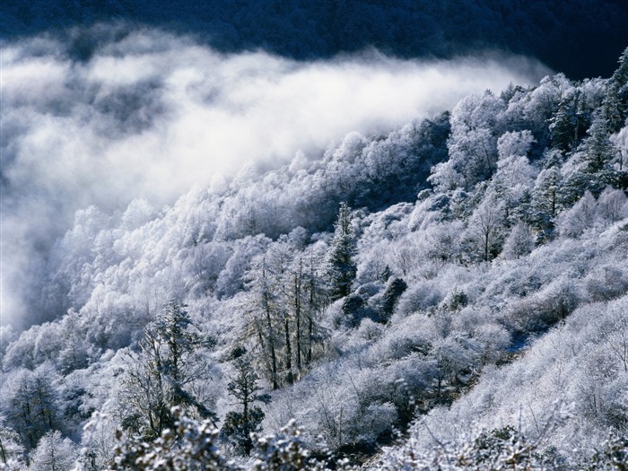 冬天雪景壁纸28