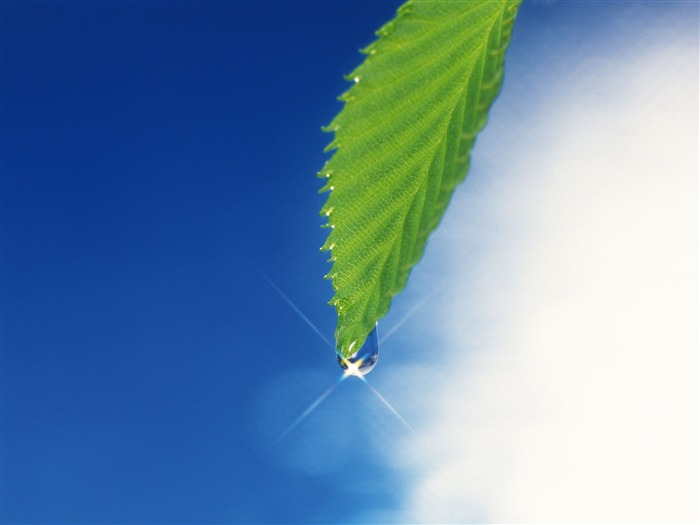 Green leaf photo wallpaper (4) #2