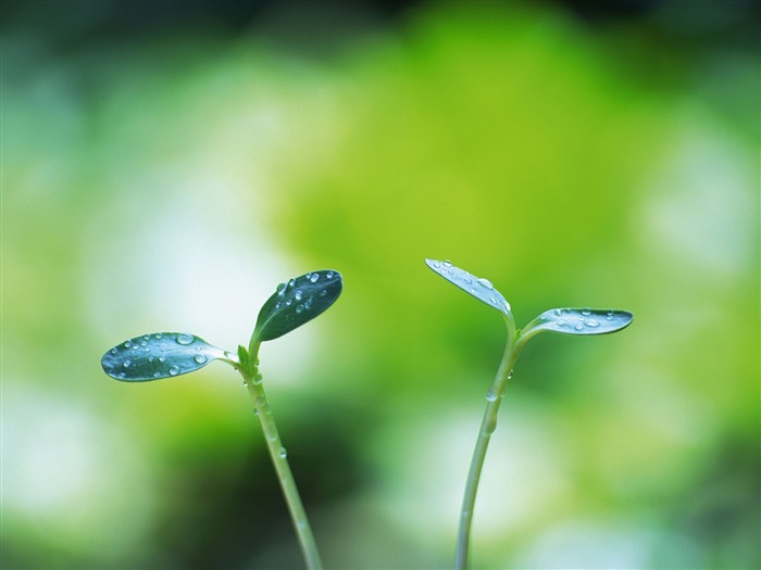 Fondos de escritorio de hoja verde de fotos (4) #12