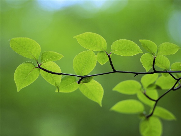 Fondos de escritorio de hoja verde de fotos (4) #14