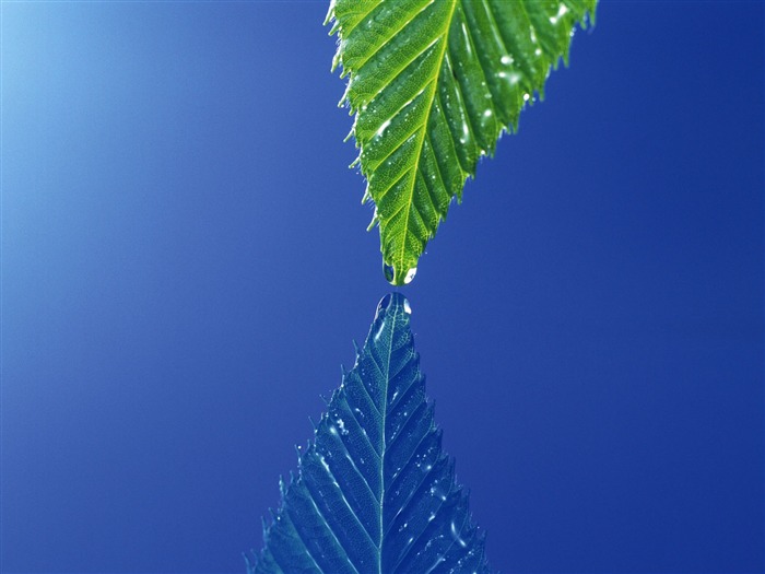 Green leaf photo wallpaper (4) #15