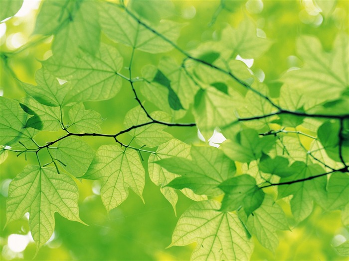 Green leaf photo wallpaper (4) #17