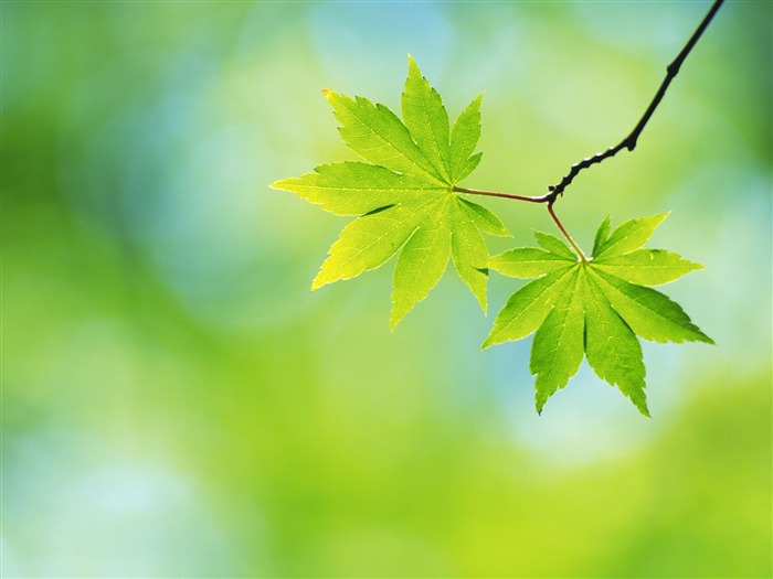 Green leaf photo wallpaper (4) #19