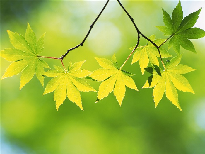 Green leaf photo wallpaper (4) #20