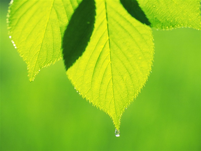 Fondos de escritorio de hoja verde de fotos (5) #1