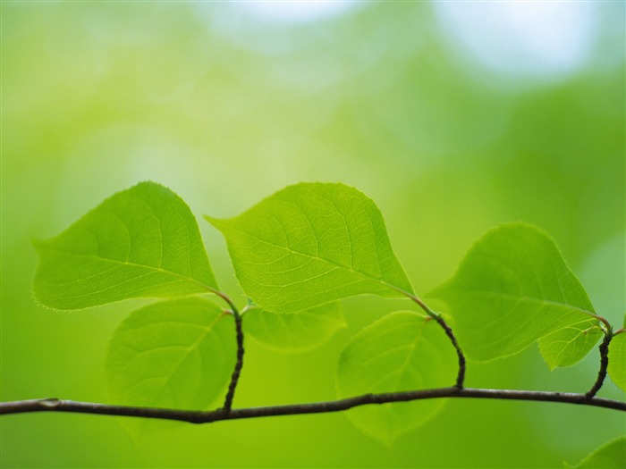 Fondos de escritorio de hoja verde de fotos (5) #13