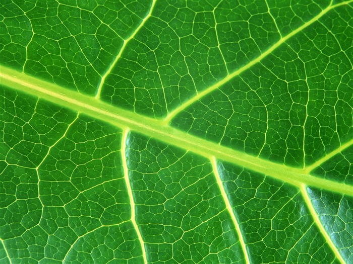Green leaf photo wallpaper (6) #1