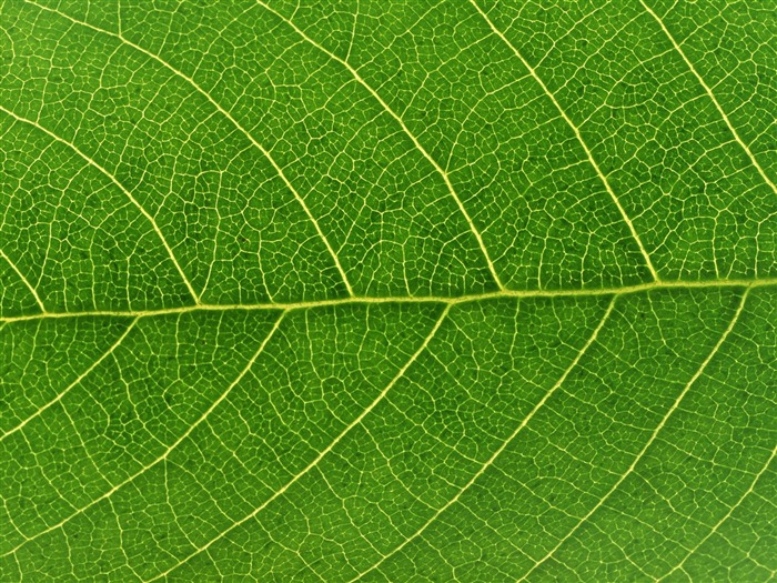 Green leaf photo wallpaper (6) #4