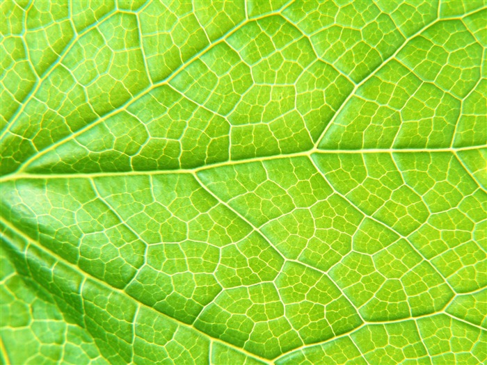 Green leaf photo wallpaper (6) #6