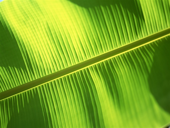 Green leaf photo wallpaper (6) #8