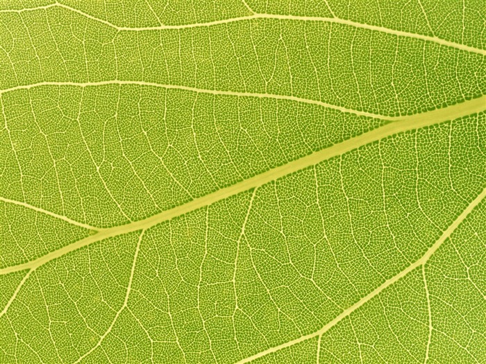 Green leaf photo wallpaper (6) #9