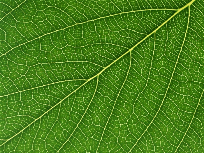 Green leaf photo wallpaper (6) #12
