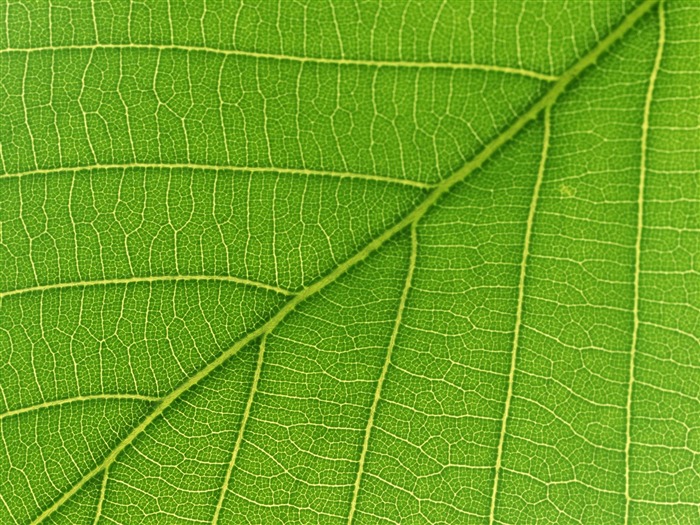 Green leaf photo wallpaper (6) #17